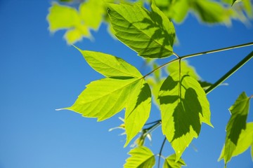 Leaves