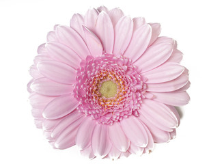 Pink Gerber flower in full bloom