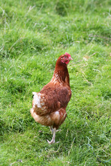 Brown chicken