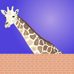giraffe © mtmmarek