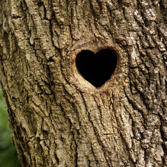 Bird nest in hollow trunk