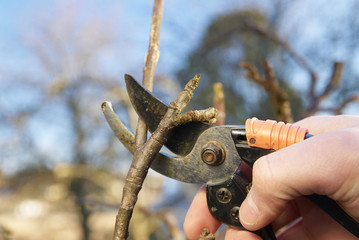 Cutting branch on apple tree with pruners.