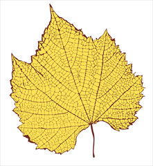 Graphic drawing of leaf structure