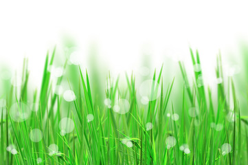 Fototapeta na wymiar beautiful fresh grass and light reflect for background