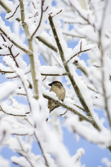 bird perched on tree branch in snow