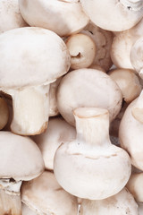 mushrooms as a background
