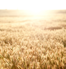 Golden spikes at sunrise field