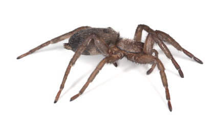 Ground spider (Gnaphosidae) isolated on white background