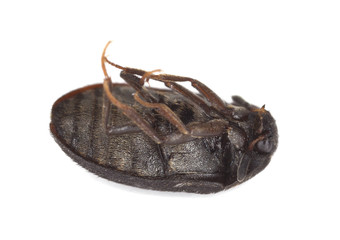 Fur beetle isolated on white background