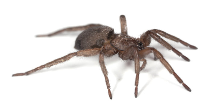 Ground spider (Gnaphosidae) isolated on white background