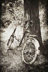 Fototapeta na wymiar Stary rower w pobliżu drzewa.