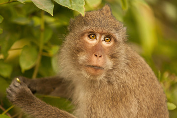 monkey in jungle,