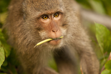 monkey in jungle, Koh Chang, Thailand