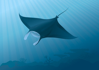 Manta Ray flying above the seabed. "Full compatible gradients"