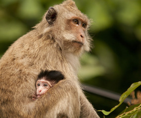 Monkey with baby