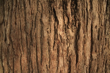 樹木の皮