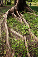 Tree roots