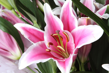 Pink lily flower closeup view