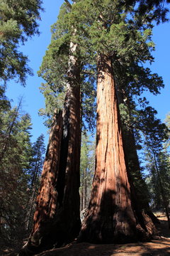 séquoias géants aux Etats-Unis © joël BEHR
