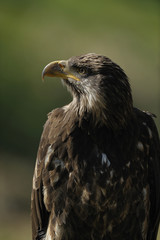 aigle