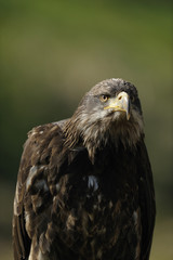 aigle