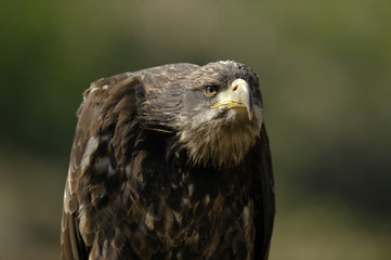 aigle