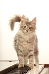 chat angora turc debout sur le piano