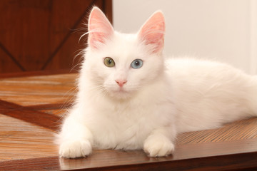 pureté du chat angora turc aux yeux de couleurs différentes