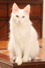 Fototapeta premium pose élégante du chat angora turc