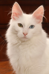 portrait du chat angora turc
