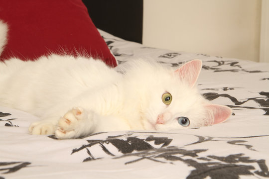 angora turc aux yeux vairons