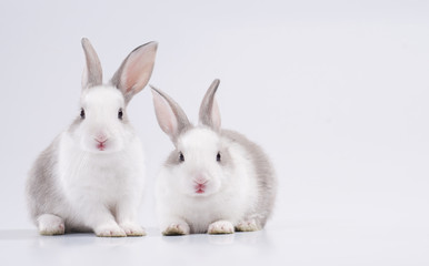 2 rabbit