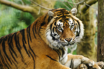 Sumatran Tiger