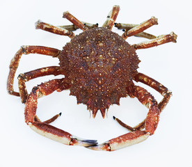 seespinne
