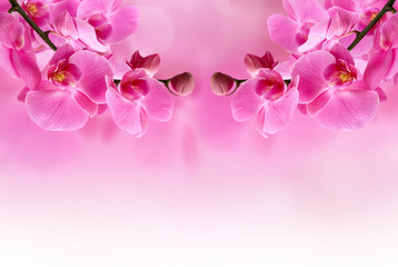 Naklejka na ściany i meble beautiful pink orchid flower