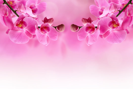 Fototapeta beautiful pink orchid flower