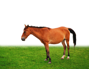 Brown horse on the grass field