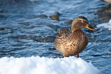 Grey duck in river winter sunny day