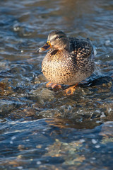 Grey duck in river winter sunny day