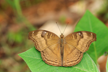 Chocolate Pansy