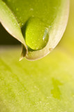 Goutte d'eau sur une feuille