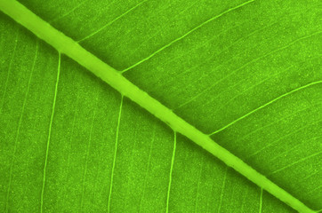 green leaf as background
