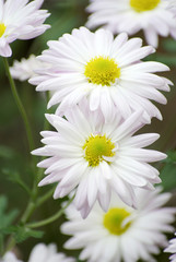 Fototapeta premium flowers