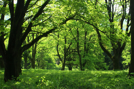 Summer forest with green grass and trees