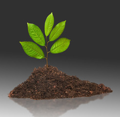 seedling growing from soil