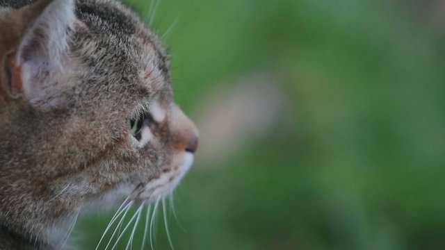 sguardo