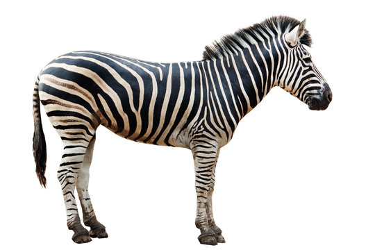 Fototapeta Zoo single  burchell zebra isolated on white background