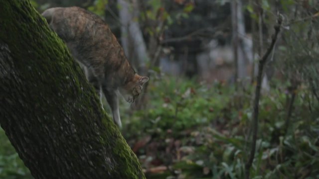 predatore