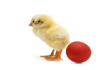 chicken with back to the egg