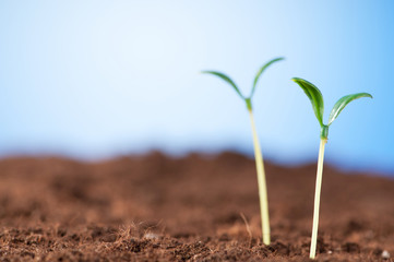 Green seedling illustrating concept of new life